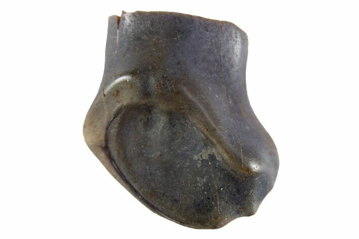 Fossil Nodosaurid Tooth - Oldman Formation, Montana #302521